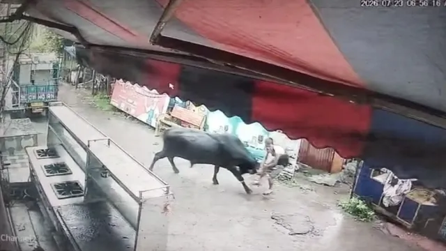 Youth-critically-injured-in-bull-attack-1784977668620_v