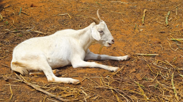 bihar-news-pregnant-goat-gang-raped-in-vaishali-one-of-three-accused-arrested-two-absconding_7017734e02afbda4b598ec5b2e7017cc