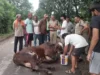 देहरादून में गोवंश के साथ क्रूरता: ट्रैक्टर-ट्रॉली के पीछे बांधकर दूर तक घसीटा, आरोपी मालिक गिरफ्तार