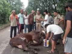 देहरादून में गोवंश के साथ क्रूरता: ट्रैक्टर-ट्रॉली के पीछे बांधकर दूर तक घसीटा, आरोपी मालिक गिरफ्तार