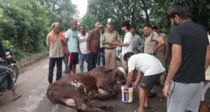देहरादून में गोवंश के साथ क्रूरता: ट्रैक्टर-ट्रॉली के पीछे बांधकर दूर तक घसीटा, आरोपी मालिक गिरफ्तार