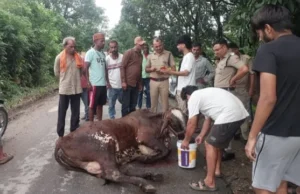 देहरादून में गोवंश के साथ क्रूरता: ट्रैक्टर-ट्रॉली के पीछे बांधकर दूर तक घसीटा, आरोपी मालिक गिरफ्तार