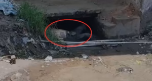 Ramnagar: नहर में मिला अज्ञात युवक का सड़ा-गला शव, मचा हड़कंप, पहचान में जुटी पुलिस
