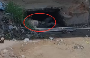 Ramnagar: नहर में मिला अज्ञात युवक का सड़ा-गला शव, मचा हड़कंप, पहचान में जुटी पुलिस