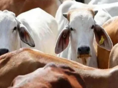 Uttarakhand: कलियर में गोकशी पर बड़ी कार्रवाई, 280 किलो गोमांस बरामद, आठ गोवंश बचाए