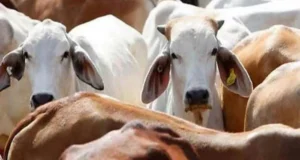 Uttarakhand: कलियर में गोकशी पर बड़ी कार्रवाई, 280 किलो गोमांस बरामद, आठ गोवंश बचाए