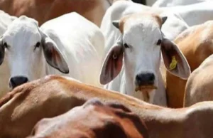 Uttarakhand: कलियर में गोकशी पर बड़ी कार्रवाई, 280 किलो गोमांस बरामद, आठ गोवंश बचाए